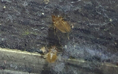 Pluskwa domowa – zwalczanie