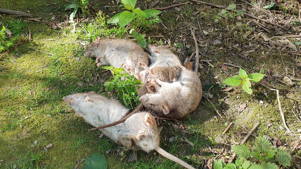 Problem ze szczurami