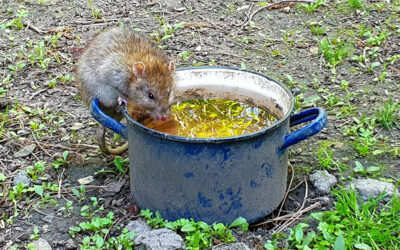 Problem ze szczurami