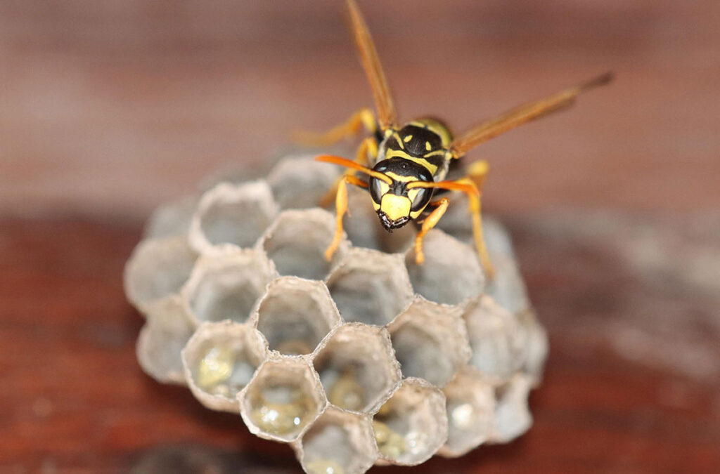 Usuwanie gniazd os i szerszeni bielsko biała