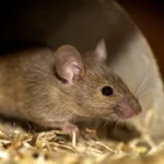 Deratyzacja, odszczurzanie