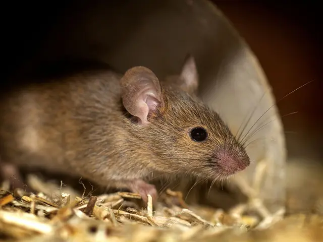 Deratyzacja, odszczurzanie