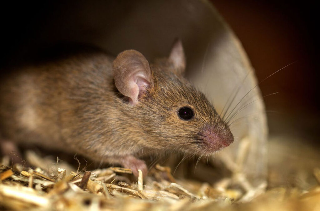 deratyzacja bielsko biała