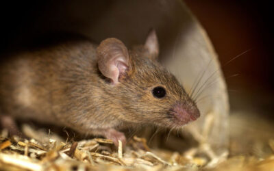 Zagrożenia biologiczne w gastronomii – jak skutecznie chronić lokal przez cały rok? [PestorDDD Bielsko-Biała]