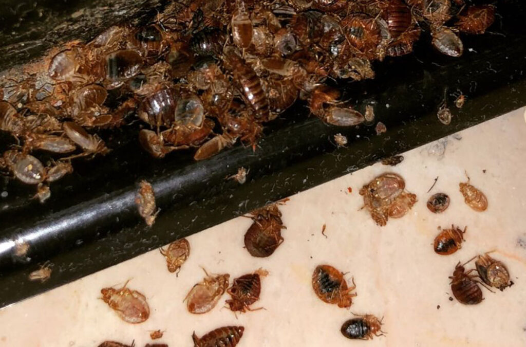 dezynsekcja bielsko biała