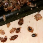 dezynsekcja bielsko biała