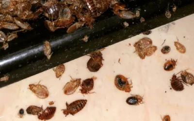 Dezynsekcja – skuteczna ochrona przed insektami