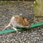 zwalczanie gryzoni biels ko biała