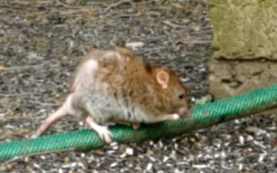 Jesień – gryzonie szukają miejsc do przezimowania