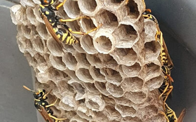 Problem z błonkoskrzydłymi