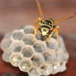 Usuwanie gniazd os i szerszeni