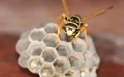 Usuwanie gniazd os i szerszeni – bezpieczeństwo i skuteczność