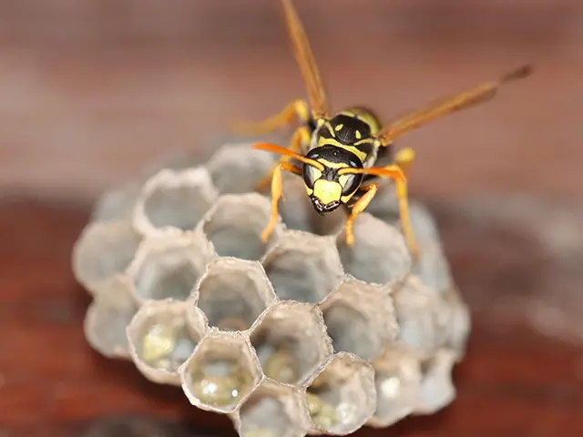 Usuwanie gniazd os i szerszeni