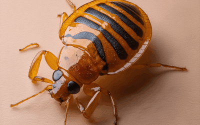 Pluskwa Domowa. Jak reagowć, gdy przyjedzie z nami z wycieczki ?? PESTOR DDD woj. Śląskie