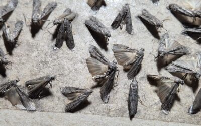 Mól spożywczy, skąd się bierze? jak z nim walczyć? gdzie go znajdziemy?